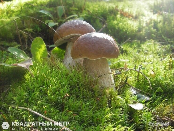 Продается участок с домом рядом с жд.станцией Лоси, Молодеченский р-н, в 40 км от МКАД — фото 5